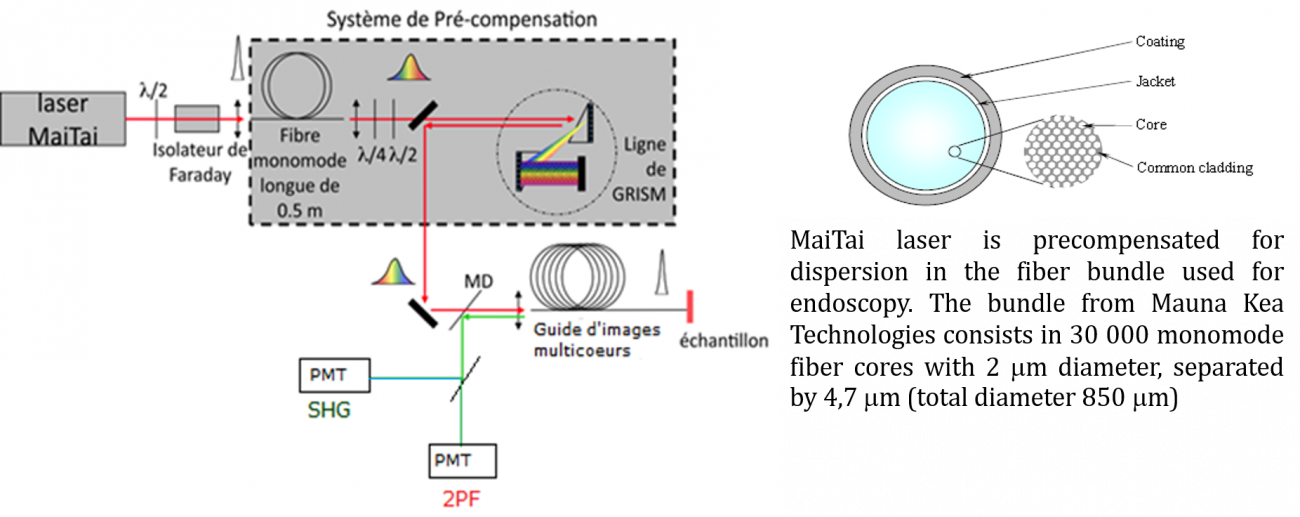Montage d'imagerie non linéaire endoscopique