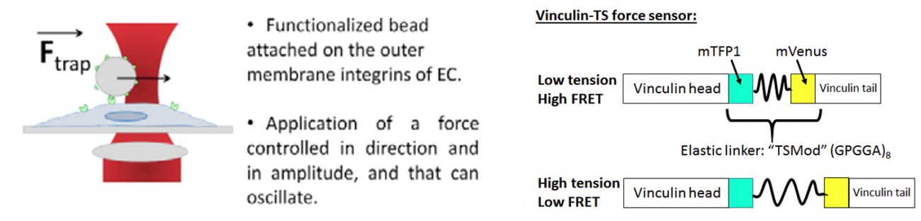 Manips pince optiques et FRET