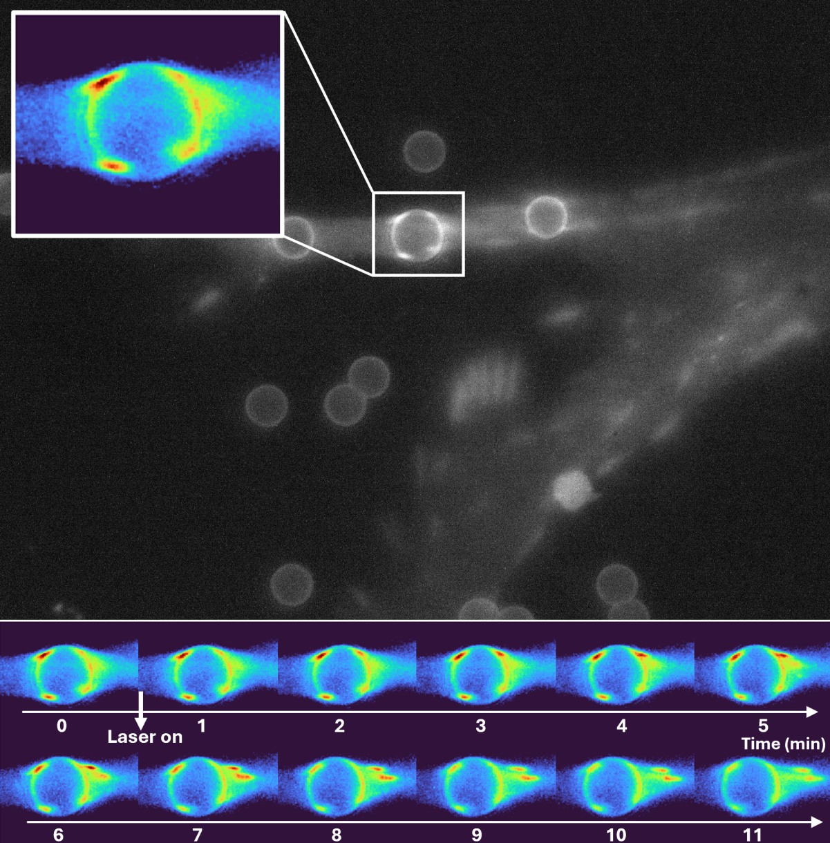 Pince optique et microscopie de fluorescence FRET 